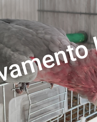 Pappagalli allevati a mano