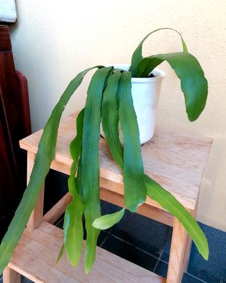 pianta Epiphyllum con Vaso di terracotta 