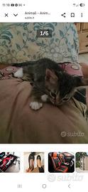 Gattino ultimo