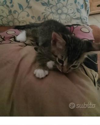 Gattino ultimo