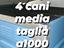 Immagine 3
