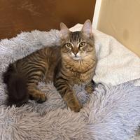 Gattino tigrato 5 mesi