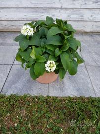 pianta ornamentale