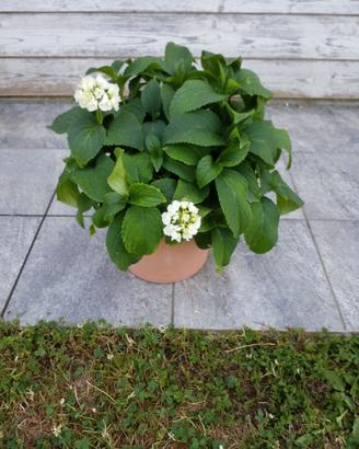 pianta ornamentale