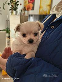 Chihuahua pelo lungo