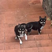 Chihuahua maschio di un anno