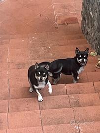 Chihuahua maschio di un anno