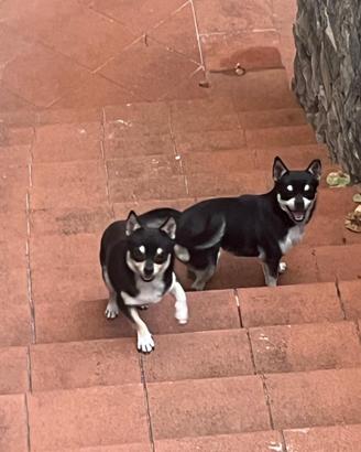 Chihuahua maschio di un anno