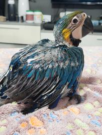 Pappagallo Ara Ararauna