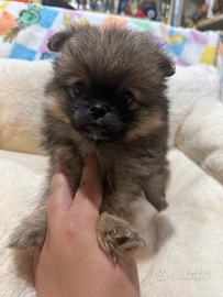 Spitz toy e mini toy