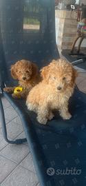 Cucciole di barboncino