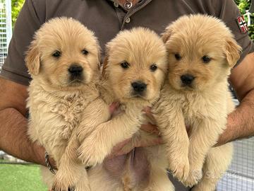 Cuccioli Golden Retriever linea americana