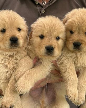 Cuccioli Golden Retriever linea americana
