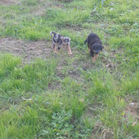 Cani da conduzione e protezione bestiame