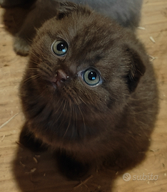 Gattini Scottish Fold con pedigree AFeF