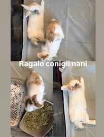 Conigli nano