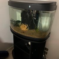 Aquario completo con pesci