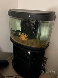 Aquario completo con pesci