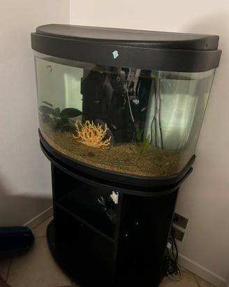 Aquario completo con pesci