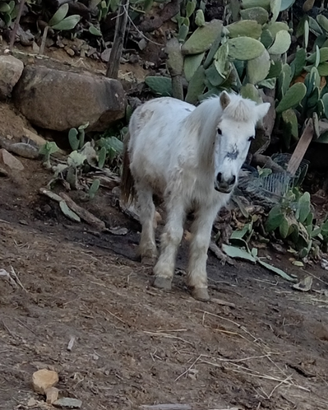 Cavallina
