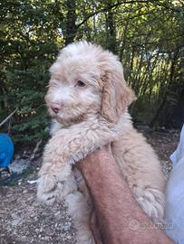 Cane CUCCIOLO LAGOTTO ROMAGNOLO