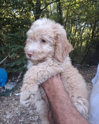 Cane CUCCIOLO LAGOTTO ROMAGNOLO