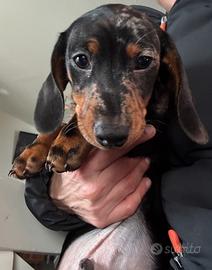 Bassotto Nano Tedesco