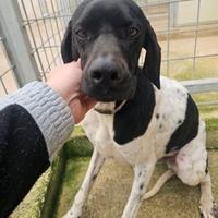 Valentino: giovane Pointer socievole equilibrato