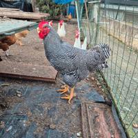 Gallo grisa della lessinia