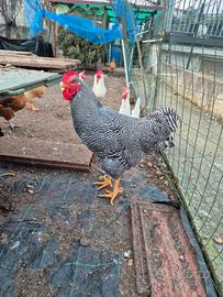 Gallo grisa della lessinia