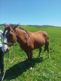 Quarter Horse di anni 16