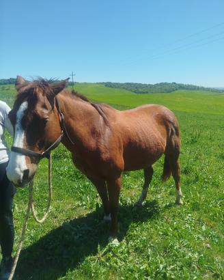 Quarter Horse di anni 16