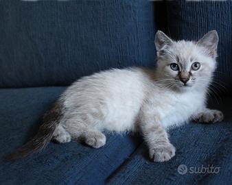 GATTINO Tabby SIAMESE THAI + SACRO DI BIRMANIA