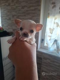 chiwawa