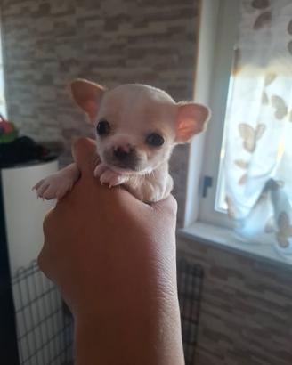 chiwawa