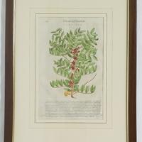 Pietro Andrea Mattioli - Lentisco - 1568