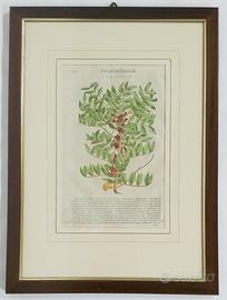 Pietro Andrea Mattioli - Lentisco - 1568