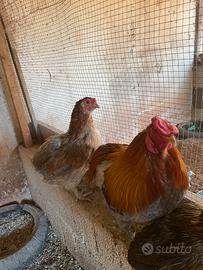 Galline araucane