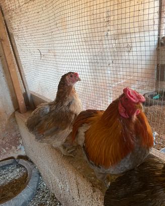Galline araucane