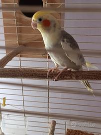 Calopsita