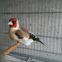 Cardellino Mayor maschio