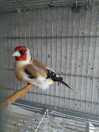 Cardellino Mayor maschio