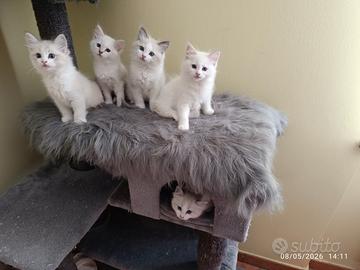 Cuccioli di Ragdoll disponibili