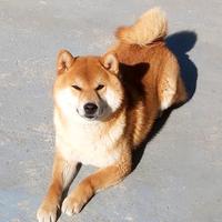 SHIBA INU pedigree