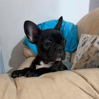 Buldog francese