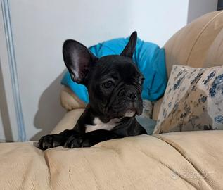 Buldog francese