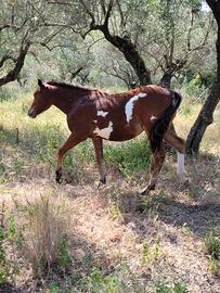 Cavallo paint
