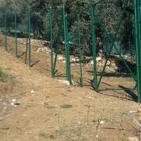 Terreno uliveto