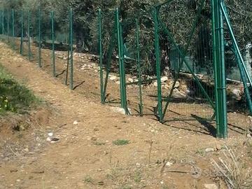 Terreno uliveto