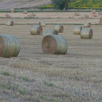 Rotoli misto Trifoglio, loietto, veccia e avena